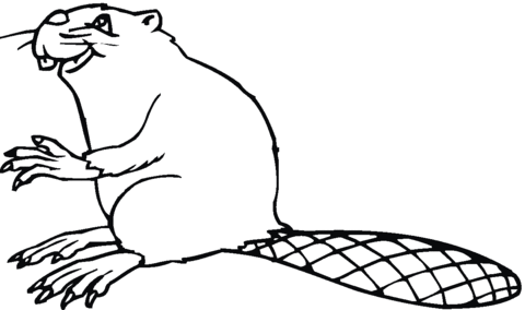 Beaver 12 Coloring Page